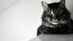 Cats Animals transeunt