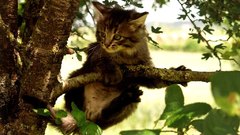 Cats Animals tree animal