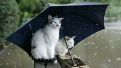 Cats Animals Umbrellas