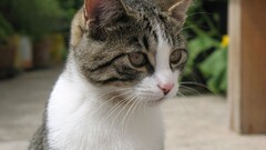 cats Animals white eyes feline Mammals