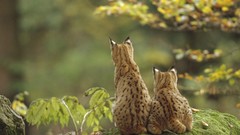 Cats Animals wildlife