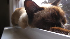 Cats Animals window panes