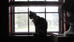 Cats Animals window panes