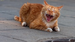 Cats Animals yawns