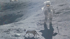 Cats astronauts