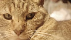 Cats awesome Animals animal