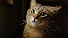 Cats background faces green eyes