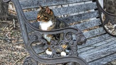 Cats bench HDR Photography