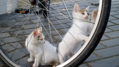 Cats Bicycles Kittens