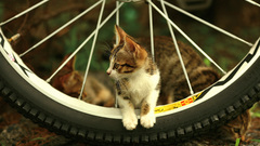 Cats Bicycles Kittens