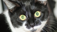 Cats big eyes black