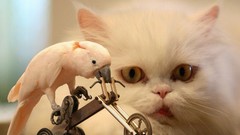 Cats Birds funny Bicycles WTF