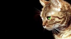 Cats black background