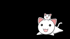 Cats black background animal