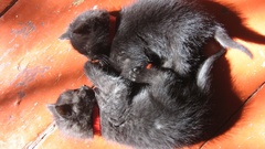 Cats Black Cat lying