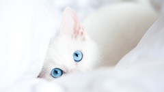 Cats blue eyes