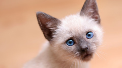 Cats blue eyes Animals