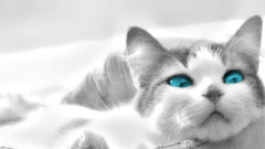 Cats blue eyes Animals