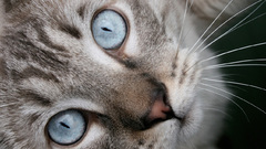 Cats blue eyes Animals