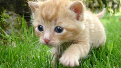 Cats blue eyes Animals