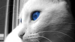 Cats blue eyes Animals