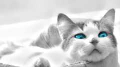 Cats blue eyes Animals