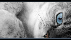 Cats blue eyes Animals