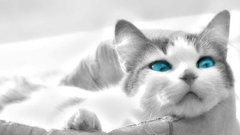 Cats blue eyes Animals