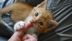 Cats blue eyes Animals