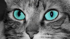 Cats blue eyes Animals