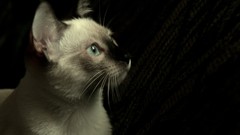 Cats blue eyes Animals