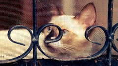 Cats blue eyes Animals