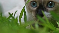 Cats blue eyes Animals
