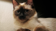 Cats blue eyes Animals