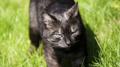 Cats blue eyes Animals