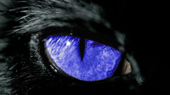 Cats blue eyes Animals