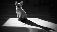 Cats blue eyes Animals