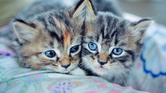 Cats blue eyes Animals