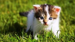 Cats blue eyes Animals