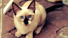 Cats blue eyes Animals