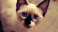 Cats blue eyes Animals