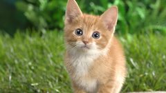 Cats blue eyes grass