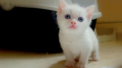 Cats blue eyes Kittens