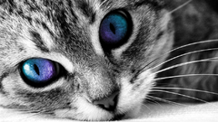 Cats blue eyes selective
