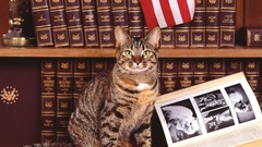 Cats Books Library Redneck short hair feline