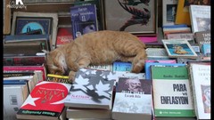 Cats Books sleeping Turkey