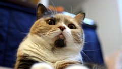 Cats Boss yellow eyes