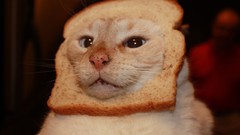 Cats bread