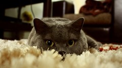 Cats British Shorthair
