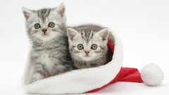 Cats cap Holidays Kittens hats santa